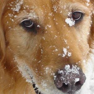 Meet your Posher, Leslie